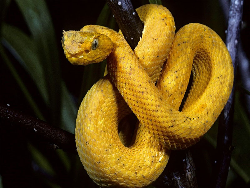 Có đáng sợ khi nằm mơ thấy rắn vàng?      